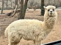 -北京野生动物园