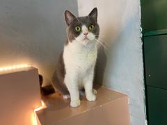 -猫儿山۰猫主题餐厅