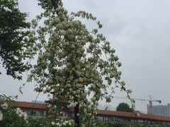 -曹州百花园