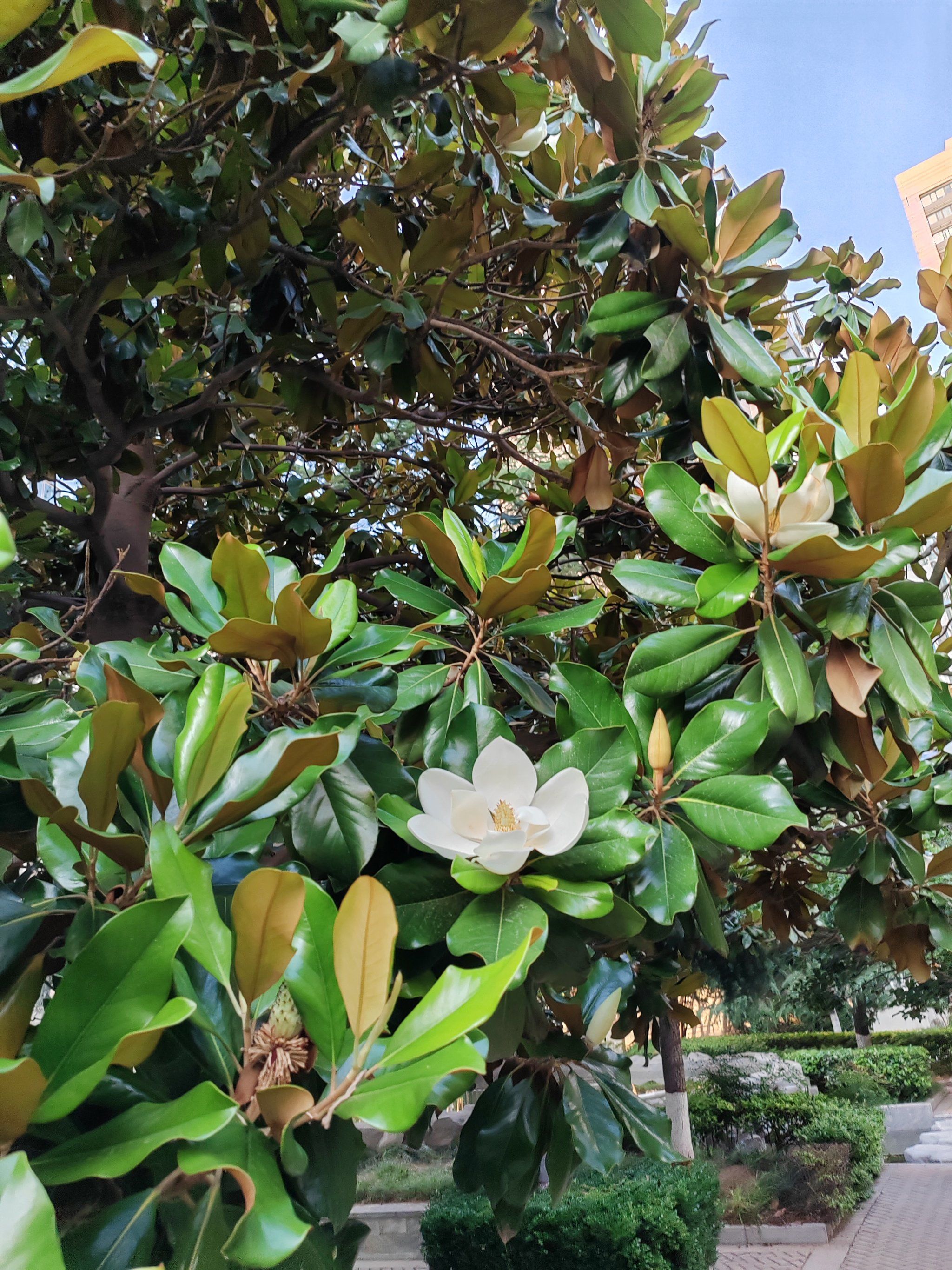好仙气的荷花玉兰!
