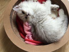 -喵zoo家庭繁育猫舍(尖东智能花园店)