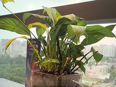 -唐猫庭院·千年陕菜(赛格国际购物中心店)