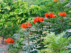 -中国科学院西双版纳热带植物园