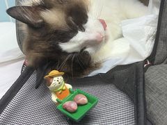 -纳吉亚猫专科动物医院·北北分院
