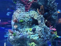 -芜湖新华联大白鲸海洋公园