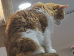 -喵园·猫主题咖啡厅·撸猫·猫咖(国贸店)