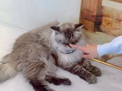 -共舞时光猫咖·狗咖(新街口店)