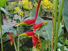 -中国科学院西双版纳热带植物园