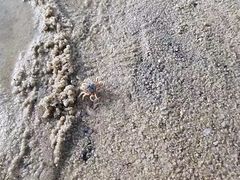 -红树林天天赶海