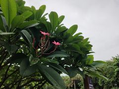 -南宁荔园维景国际酒店·荔园中餐厅