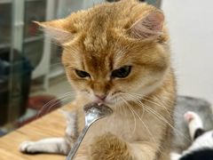 -有喵·猫咖·狗咖·30几只猫10只小狗(岗厦店)