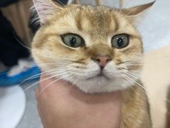 -有喵·猫咖·狗咖·30几只猫10只小狗(岗厦店)