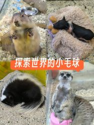-神奇动物撸宠馆·羊驼·小浣熊·异宠(豫园店)