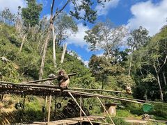 -西双版纳原始森林公园