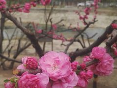 景点-望湖公园