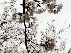 -高东镇樱花园