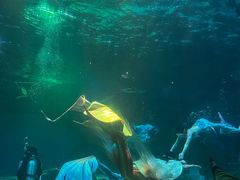 -海合安成都极地海洋公园