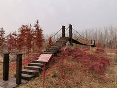 -合肥滨湖国家森林公园