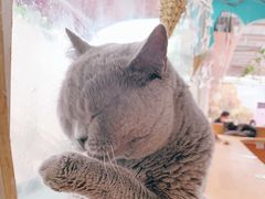 -猫小院猫主题咖啡厅(北锣店)