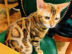 -猫小院猫主题餐厅(三里屯店)