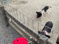 -前小桔亲子创意农场·草莓采摘·露营烧烤