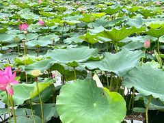 -天津东丽湖风景区