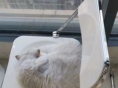 -怪兽屋·羊驼·猫咖·狗咖(俊华广场店)