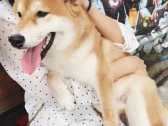 -柴犬高等学院·狗咖·柴犬售卖·宠物训练