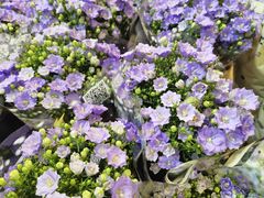 -双季花艺园艺市场(浦东店)
