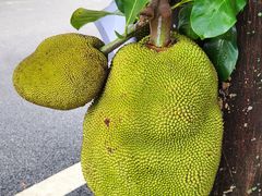 -西双版纳傣族园