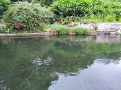 -成都市活水公园