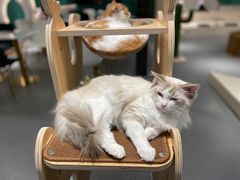 -飞行喵MR PILOT|猫舍·猫咖(静安大融城店)