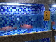 东星斑-淡村菜市场