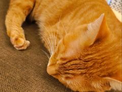 -猫的天空之城概念书店(苏州平江店)