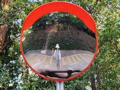 -银湖山郊野公园-相思林