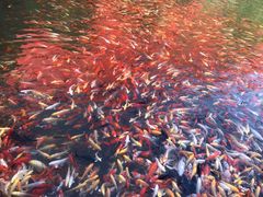 景点-丽江千古情