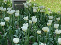 -大宁郁金香公园-停车场