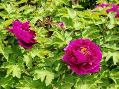 -洛阳周王城天子驾六博物馆