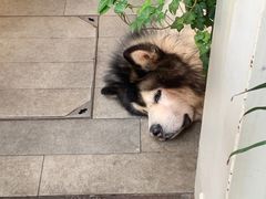 -李小姐の猫咖啡馆(五角场店)