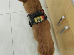 -美联众合动物医院·24h京西诊疗中心