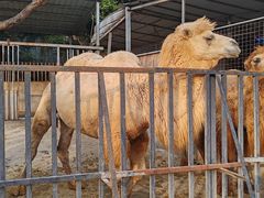 -泉州海丝野生动物世界