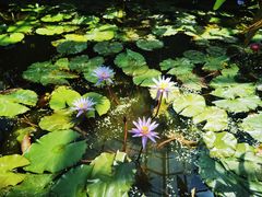 -国家植物园南园