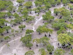 -北海金海湾红树林生态旅游区