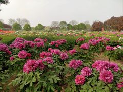 -曹州牡丹园
