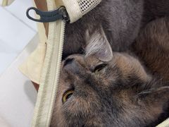 -纳吉亚猫专科动物诊疗中心(蒋宅口分院)