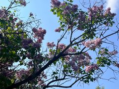 -黑龙江省森林植物园