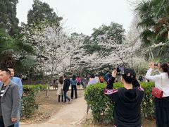 -武汉大学-樱园