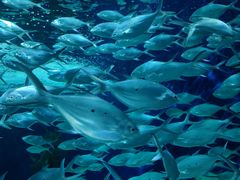 -上海海洋水族馆