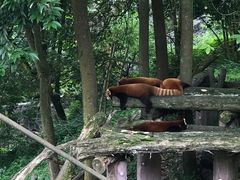 -都江堰中华大熊猫苑