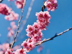 -顾村公园